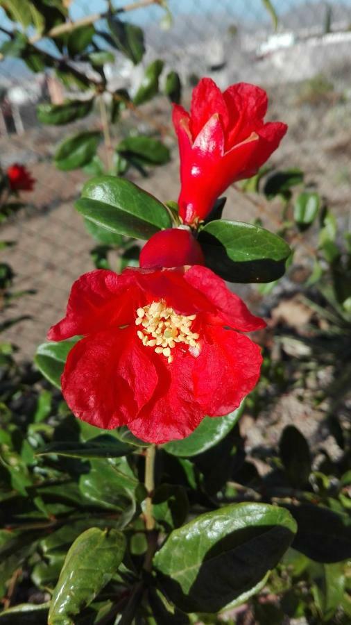 Finca Patio Canario Arona  Dış mekan fotoğraf